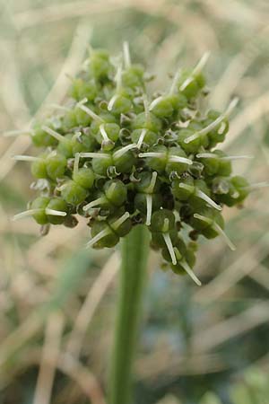 Xatardia scabra \ Xatardie / Xatardia, F Pyren&auml;en/Pyrenees, Puigmal 1.8.2018
