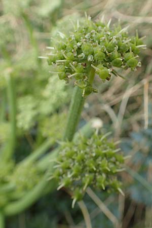 Xatardia scabra \ Xatardie / Xatardia, F Pyren&auml;en/Pyrenees, Puigmal 1.8.2018