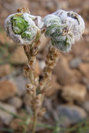 Plantago albicans \ Weilicher Wegerich, Silberweier Wegerich / Wooly Plantain, F Rivesaltes 24.6.2008