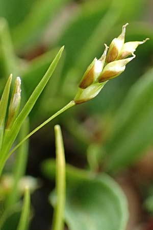 Carex capillaris \ Haarstielige Segge / Hair Sedge, F Col de la Bonette 8.7.2016