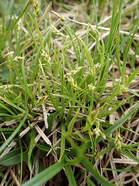 Carex capillaris \ Haarstielige Segge / Hair Sedge, F Col de la Bonette 8.7.2016