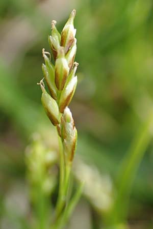 Carex capillaris \ Haarstielige Segge / Hair Sedge, F Col de la Bonette 8.7.2016