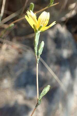 Lactuca viminea subsp. chondrilliflora \ Westlicher Ruten-Lattich, F Pyren&auml;en, Caranca - Schlucht 30.7.2018