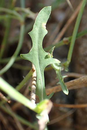 Lactuca viminea subsp. chondrilliflora \ Westlicher Ruten-Lattich, F Pyren&auml;en, Caranca - Schlucht 30.7.2018