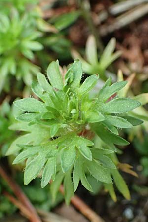 Saxifraga geranioides ? \ Storchschnabel-Steinbrech / Crane's-Bill Saxifrage, F Pyren&auml;en/Pyrenees, Eyne 4.8.2018