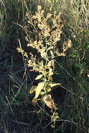 Lepidium latifolium \ Breitblttrige Kresse / Dittander, F Canet-en-Roussillon 11.8.2018