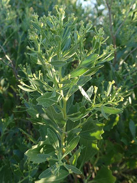 Baccharis halimifolia \ Kreuz-Strauch / Eastern Baccharius, Eastern False Willow, F Canet-en-Roussillon 11.8.2018