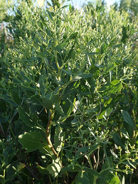 Baccharis halimifolia \ Kreuz-Strauch / Eastern Baccharius, Eastern False Willow, F Canet-en-Roussillon 11.8.2018
