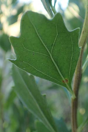 Baccharis halimifolia \ Kreuz-Strauch / Eastern Baccharius, Eastern False Willow, F Canet-en-Roussillon 11.8.2018
