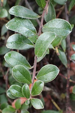 Arctostaphylos uva-ursi \ Immergrne Brentraube / Bearberry, F Modane 6.10.2021