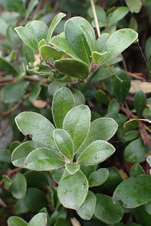 Arctostaphylos uva-ursi \ Immergrne Brentraube / Bearberry, F Modane 6.10.2021