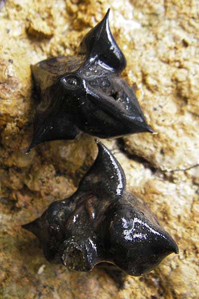 Trapa natans \ Wassernuss / Water Caltrop, F Sundgau 6.10.2009