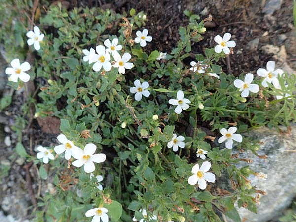 Chaenostoma cordatum \ Schneeflockenblume, Bacopa / Bacopa, F Pyrenäen/Pyrenees, Err 31.7.2018