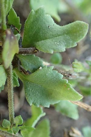 Chaenostoma cordatum \ Schneeflockenblume, Bacopa / Bacopa, F Pyrenäen/Pyrenees, Err 31.7.2018