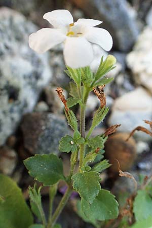 Chaenostoma cordatum \ Schneeflockenblume, Bacopa / Bacopa, F Pyrenäen/Pyrenees, Err 31.7.2018