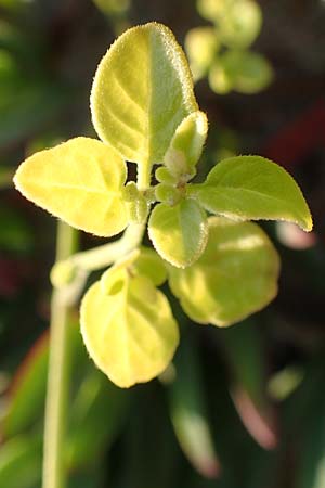 Salpichroa origanifolia \ Trompetenblume / Cock's Eggs, F Canet-en-Roussillon 11.8.2018