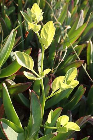 Salpichroa origanifolia \ Trompetenblume / Cock's Eggs, F Canet-en-Roussillon 11.8.2018