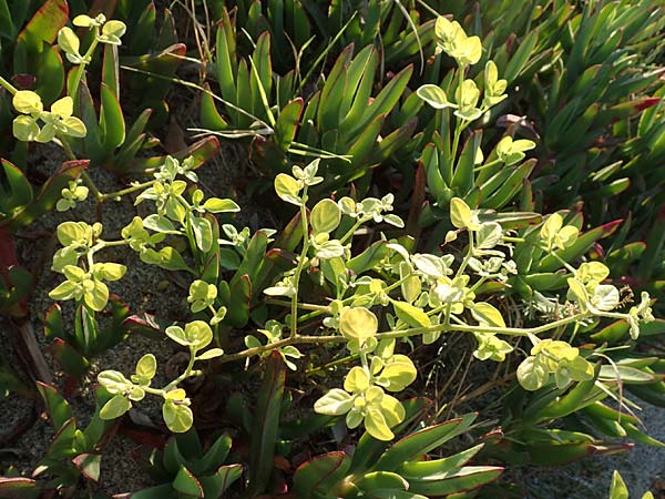 Salpichroa origanifolia \ Trompetenblume / Cock's Eggs, F Canet-en-Roussillon 11.8.2018