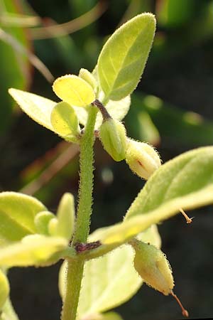 Salpichroa origanifolia \ Trompetenblume / Cock's Eggs, F Canet-en-Roussillon 11.8.2018