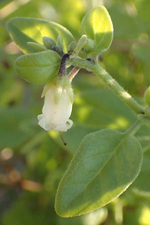 Salpichroa origanifolia \ Trompetenblume / Cock's Eggs, F Canet-en-Roussillon 11.8.2018