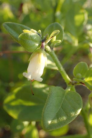 Salpichroa origanifolia \ Trompetenblume / Cock's Eggs, F Canet-en-Roussillon 11.8.2018