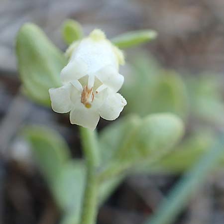 Salpichroa origanifolia \ Trompetenblume / Cock's Eggs, F Canet-en-Roussillon 11.8.2018
