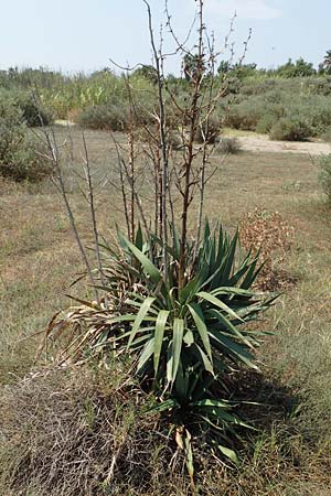 Yucca gloriosa ? \ Kerzen-Palmlilie / Spanish Dagger, F Canet-en-Roussillon 27.7.2018