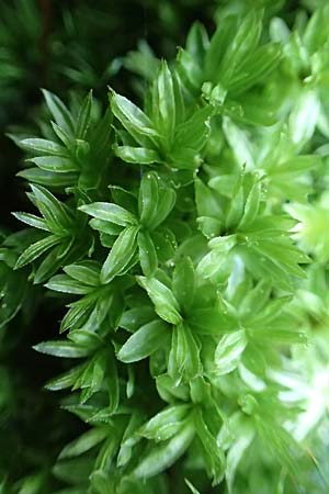 Zygodon conoideus ? \ Jochzahn-Moos / Lesser Yoke Moss, F Turquestein-Blancrupt 30.5.2018