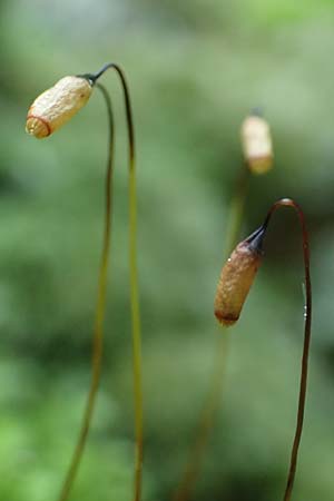 Zygodon conoideus ? \ Jochzahn-Moos / Lesser Yoke Moss, F Turquestein-Blancrupt 30.5.2018