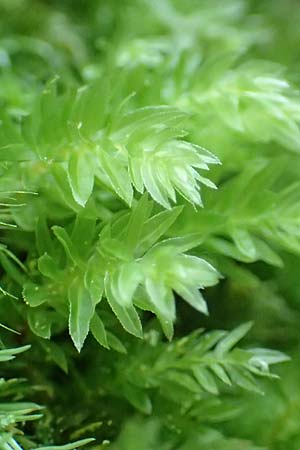 Zygodon conoideus ? \ Jochzahn-Moos / Lesser Yoke Moss, F Turquestein-Blancrupt 30.5.2018