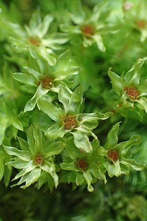 Zygodon conoideus ? \ Jochzahn-Moos / Lesser Yoke Moss, F Turquestein-Blancrupt 30.5.2018