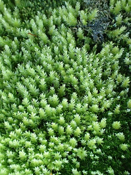 Zygodon conoideus ? \ Jochzahn-Moos / Lesser Yoke Moss, F Turquestein-Blancrupt 30.5.2018