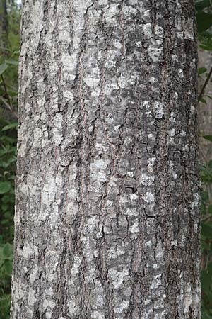 Populus tremula \ Zitter-Pappel, Espe / Aspen, F Demoiselles Coiffées 8.7.2016