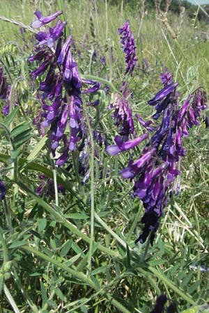 Vicia villosa \ Zottel-Wicke, Zottige Wicke / Hairy Vetch, F S. Gilles 7.6.2006