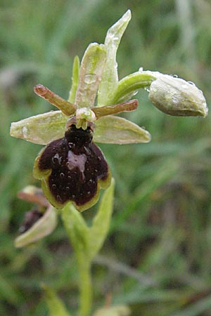 Ophrys araneola x aymoninii, F   Causse du Larzac 15.5.2007 