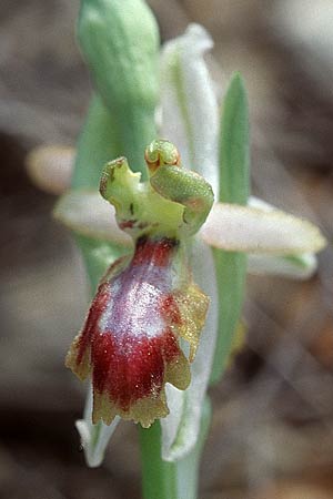 Ophrys exaltata subsp. arachnitiformis deformation / False Spider Orchid (3 columns, deformation due to vineyard chemicals?), F  Frontignan 7.3.1998 