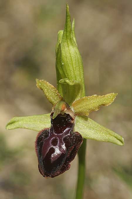 Ophrys exaltata subsp. arachnitiformis x garganica subsp. passionis, F   Chaine du l'Estaque 22.3.2024 (Photo: Helmut Presser)