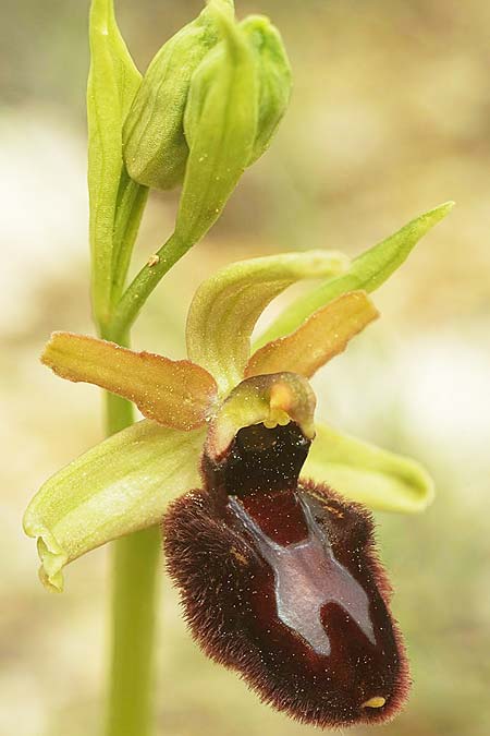 Ophrys exaltata subsp. arachnitiformis x saratoi, F   Col d'Eze 29.3.2024 (Photo: Helmut Presser)