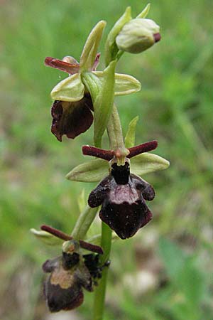 Ophrys araneola x insectifera, F   Causse du Larzac 15.5.2007 