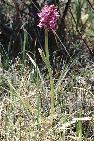 Dactylorhiza angustata \ Schmale Fingerwurz, F  Briancon 29.6.1998 