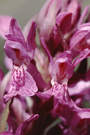 Dactylorhiza angustata \ Schmale Fingerwurz, F  Briancon 29.6.1998 