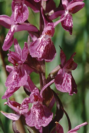 Dactylorhiza angustata \ Schmale Fingerwurz, F  L'Argentieres-la-Bessee 29.6.1998 