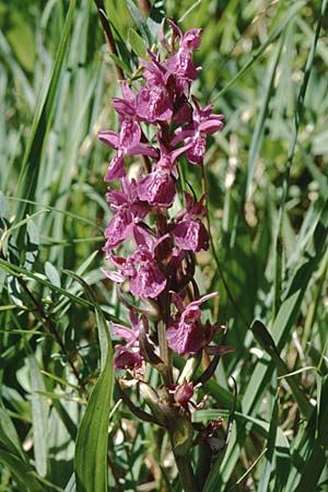 Dactylorhiza angustata \ Schmale Fingerwurz, F  L'Argentieres-la-Bessee 29.6.1998 
