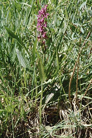 Dactylorhiza angustata \ Schmale Fingerwurz, F  L'Argentieres-la-Bessee 29.6.1998 
