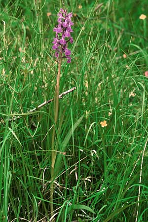 Dactylorhiza angustata \ Schmale Fingerwurz, F  Briancon 29.6.1998 