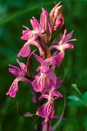 Dactylorhiza angustata \ Schmale Fingerwurz, F  Briancon 29.6.1998 