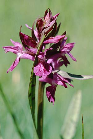 Dactylorhiza angustata \ Schmale Fingerwurz, F  Briancon 26.6.2000 