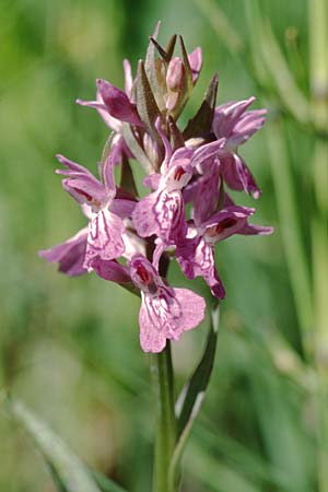Dactylorhiza angustata \ Schmale Fingerwurz, F  Briancon 26.6.2000 