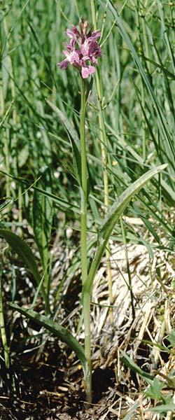 Dactylorhiza angustata \ Schmale Fingerwurz, F  Briancon 26.6.2000 