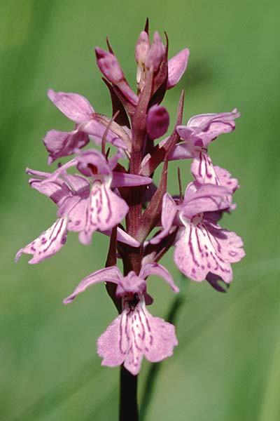 Dactylorhiza angustata \ Schmale Fingerwurz, F  Briancon 26.6.2000 